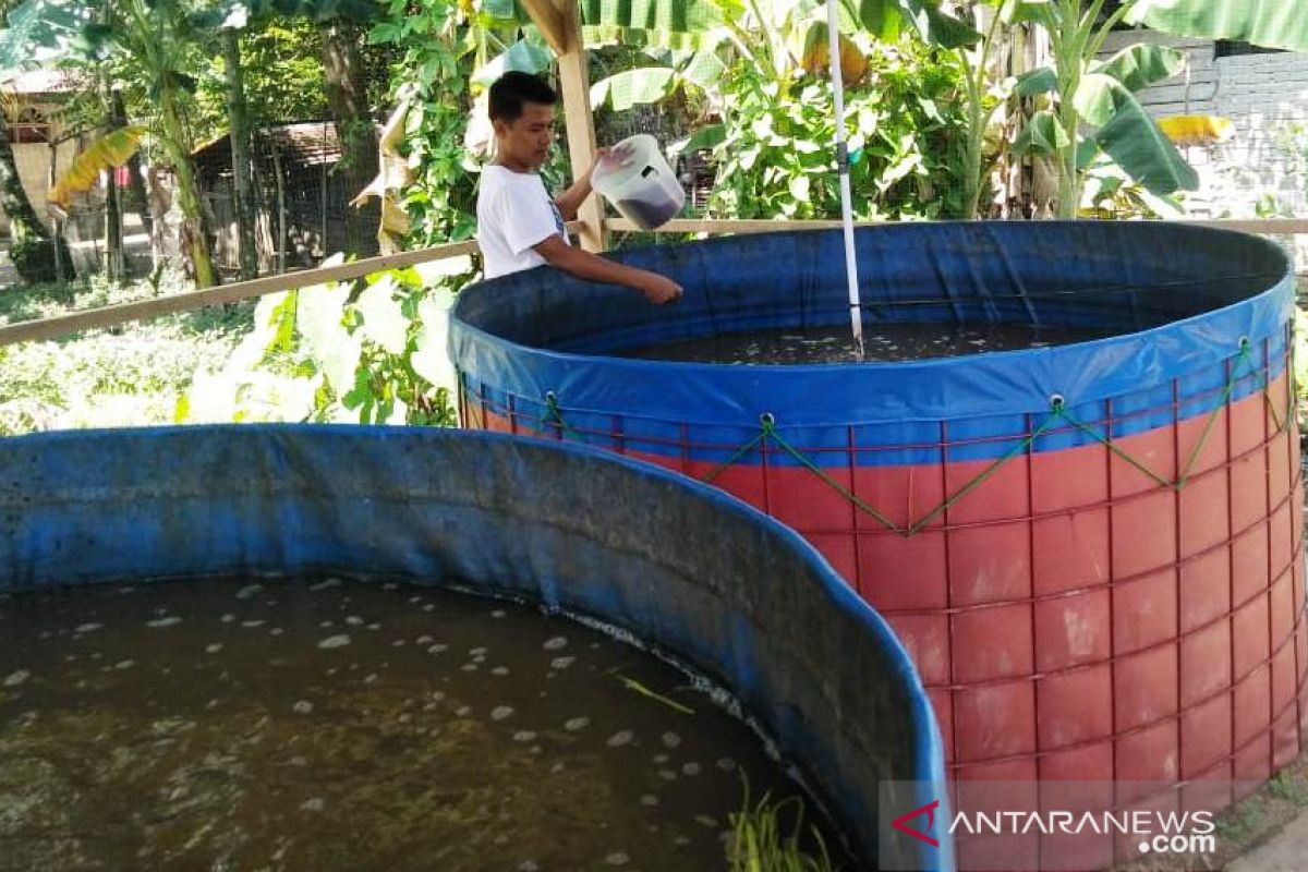 BUMNag Taratak Maimbau budidaya lele dengan bioflok