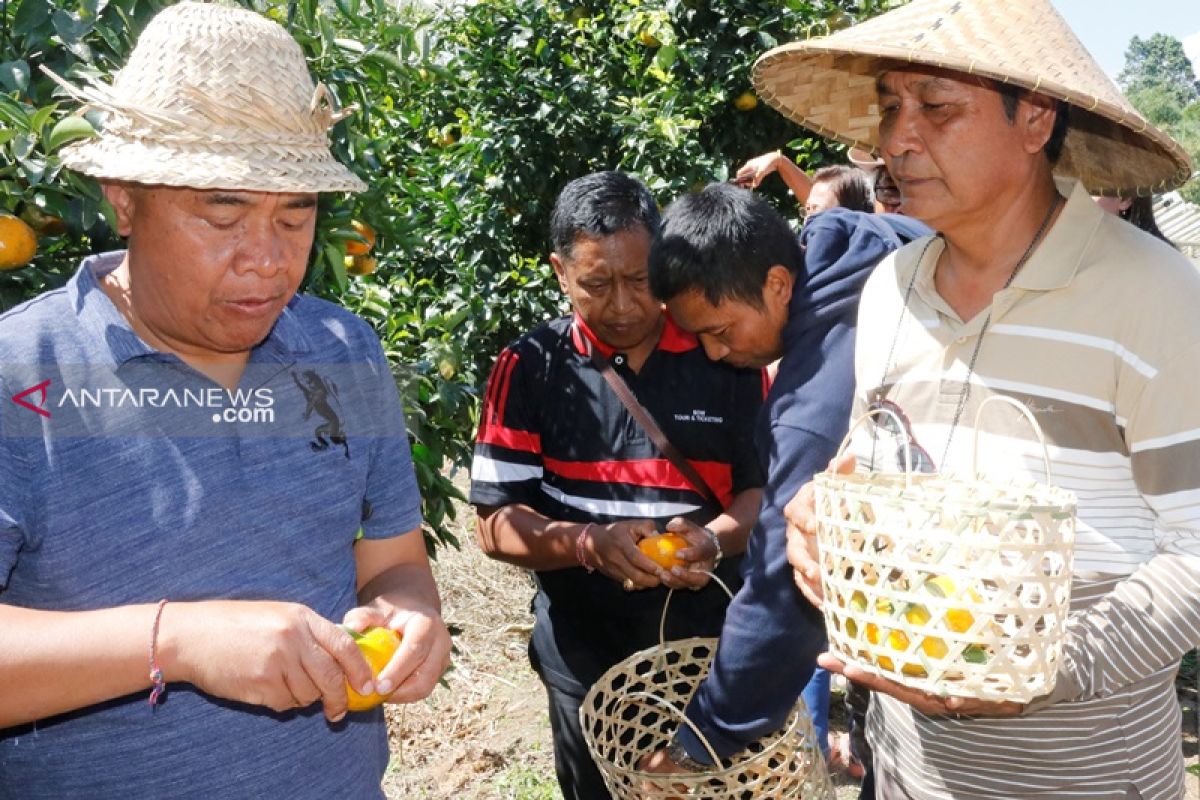 Bupati Bangli panen jeruk perdana varietas