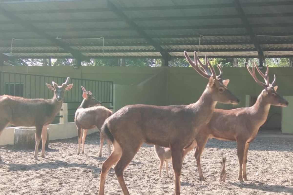 Taman Satwa Taru Jurug Solo tambah koleksi  rusa