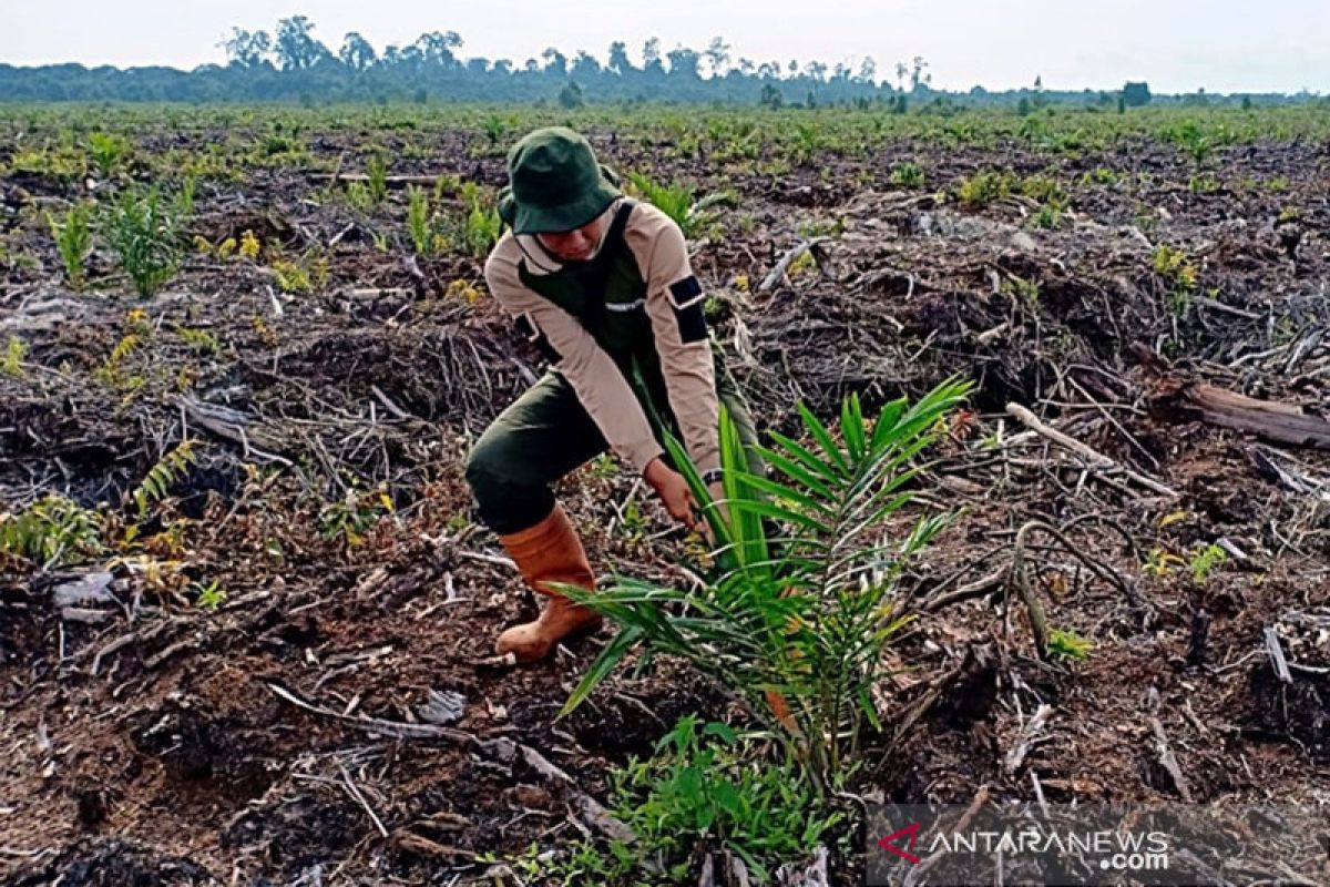 Begini Perjuangan BBKSDA Riau hancurkan ratusan sawit di Cagar Biosfer