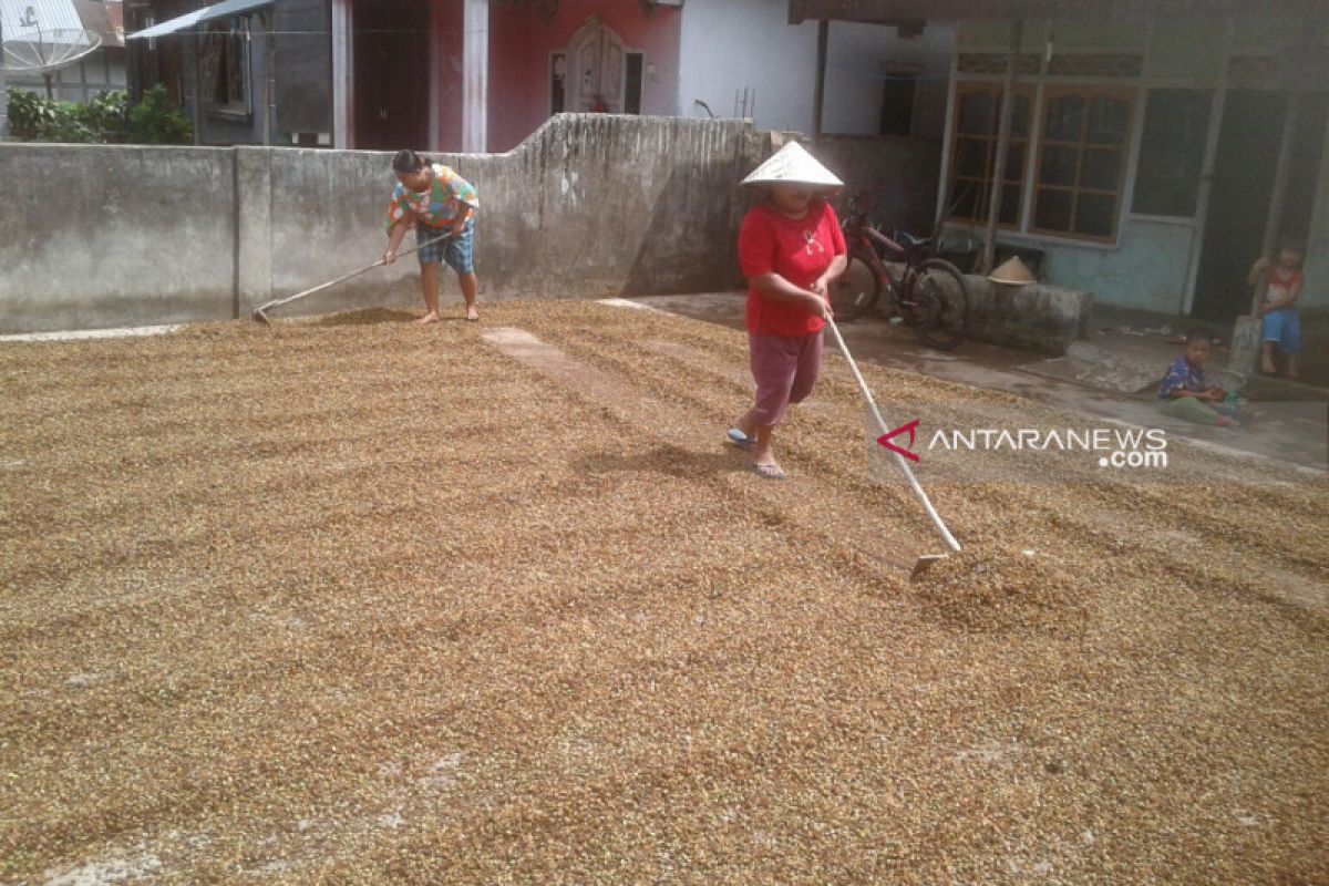 Harga jual kopi di Rejang Lebong turun