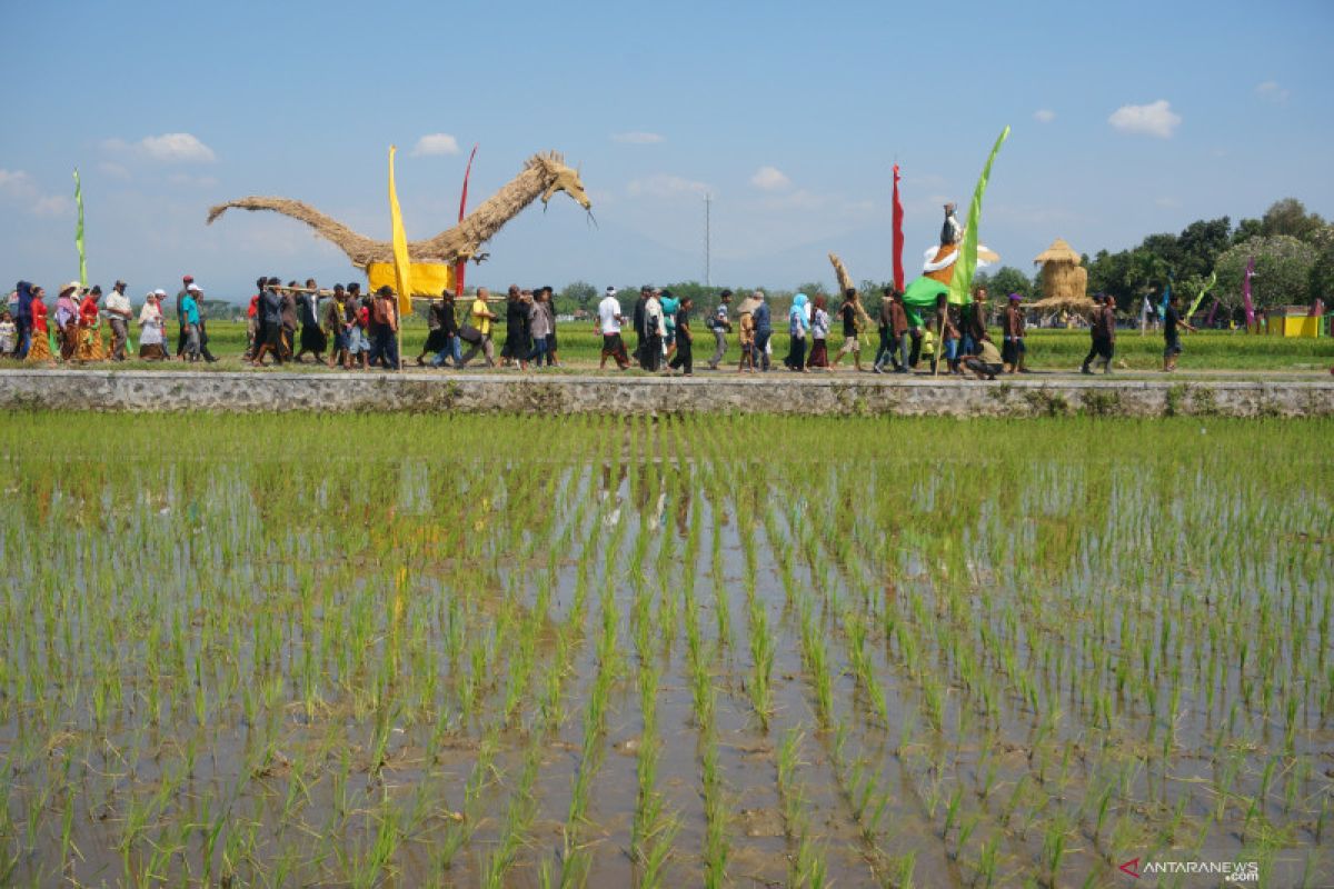 "Mbok Sri Mulih" mencari identitas kejayaan petani