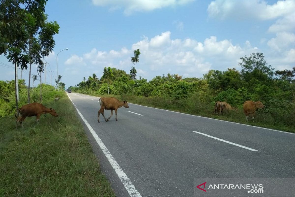 Waspadai hewan ternak berkeliaran di Jalinteng Sumatera