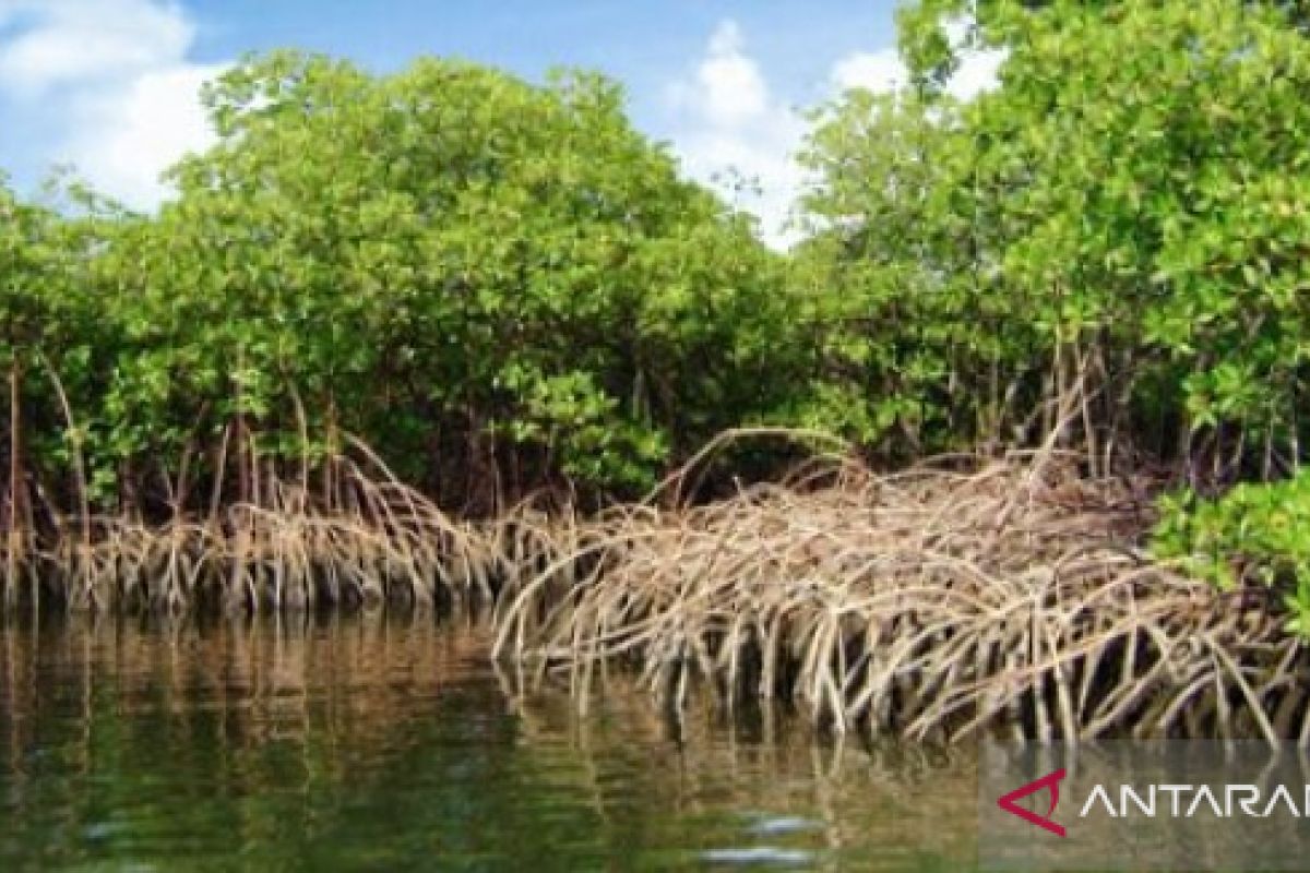 Pemkab Kubu Raya bangun potensi wisata berbasis mangrove