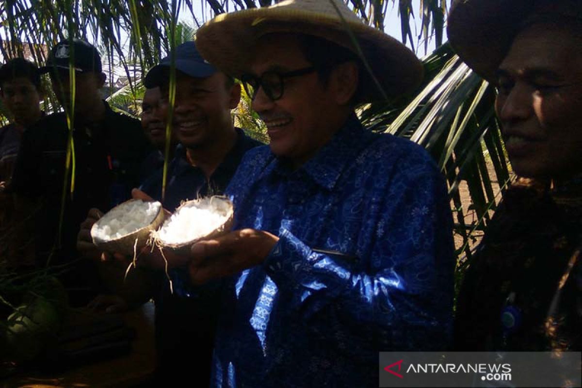 Kelapa kopyor dikembangkan dengan teknologi kultur jaringan