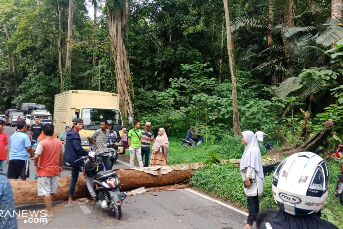 Sempat macet, pohon tumbang di Rimbo Panti sudah dievakuasi