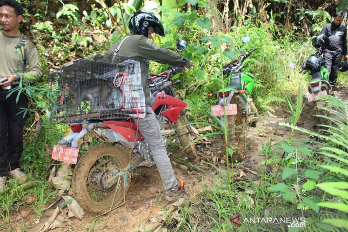 BKSDA Kalteng lepasliarkan monyet ekor panjang di Pararawen