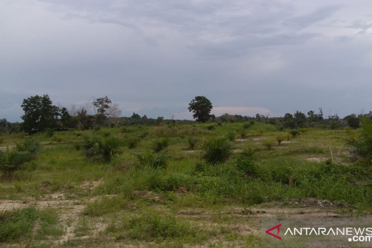 PT Koba Tin akan cek lahan reklamasi tambang timah yang dicaplok