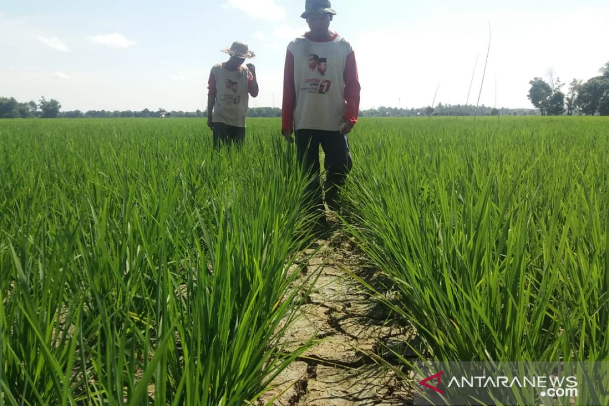 810 hektare lahan pertanian Tapin terancam kekeringan