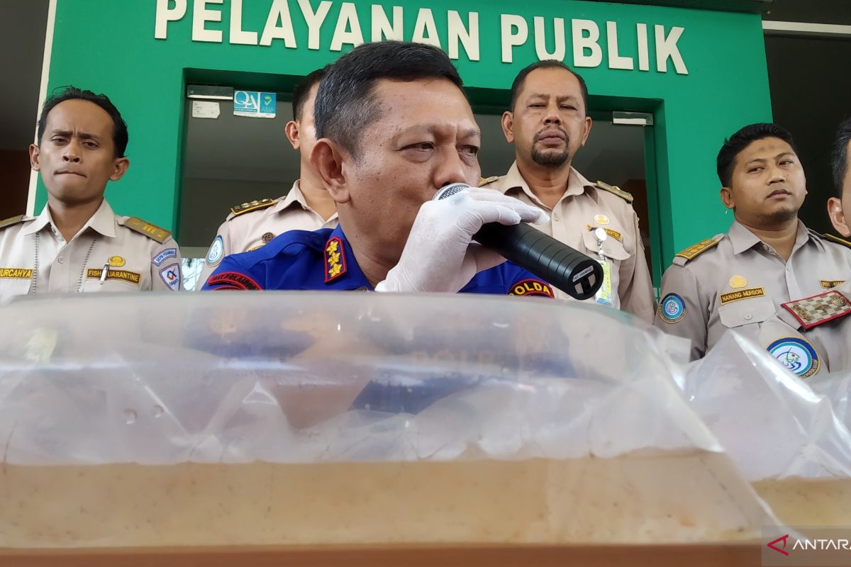 Polda Riau gagalkan penyelundupan benih lobster senilai Rp11,5 miliar