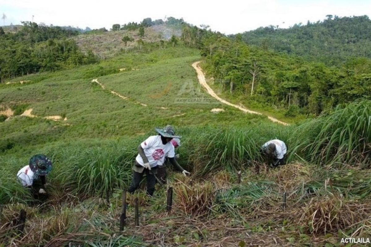 Satu hektare lahan serai wangi bisa produksi minyak 200 Kg