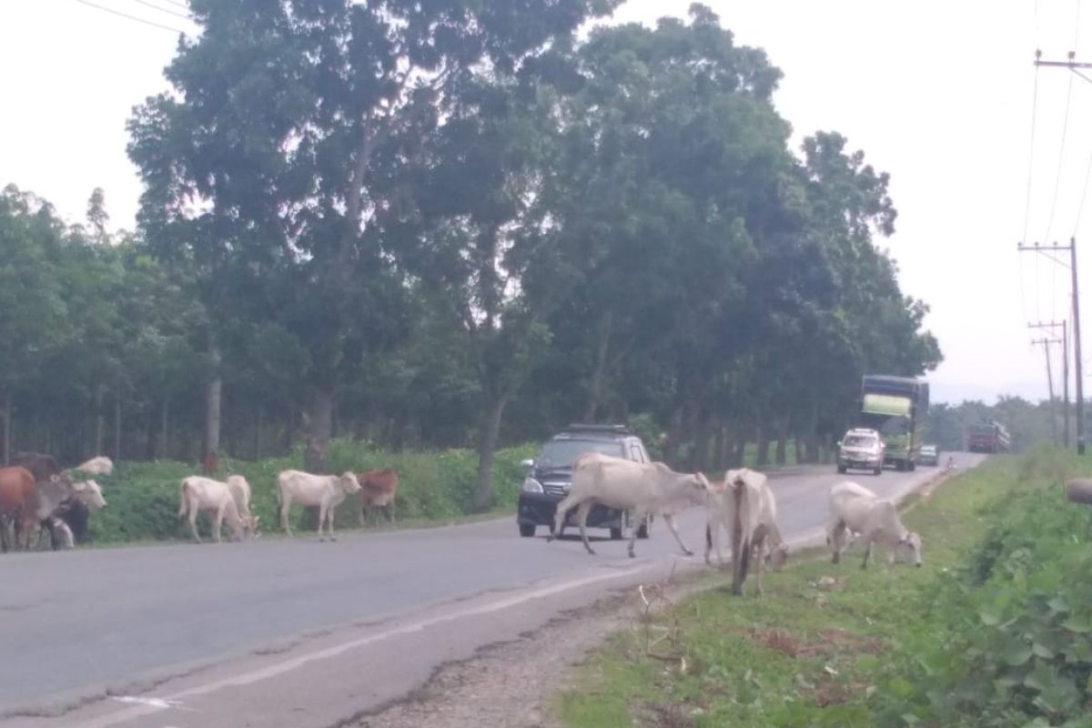 Aparat Kepolisian siap bantu tertibkan ternak di Jalan Lintas Sumatera