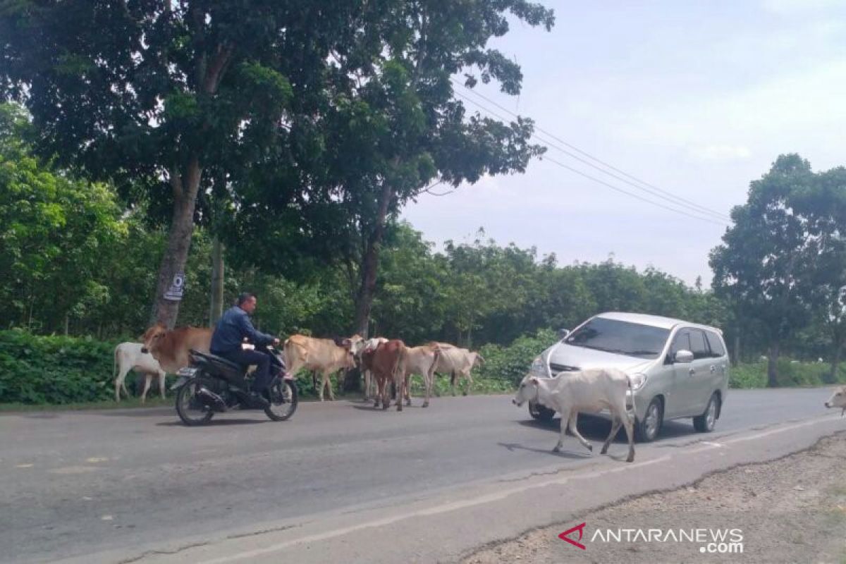 Pemudik waspadai hewan ternak di jalan lintas Sumatera