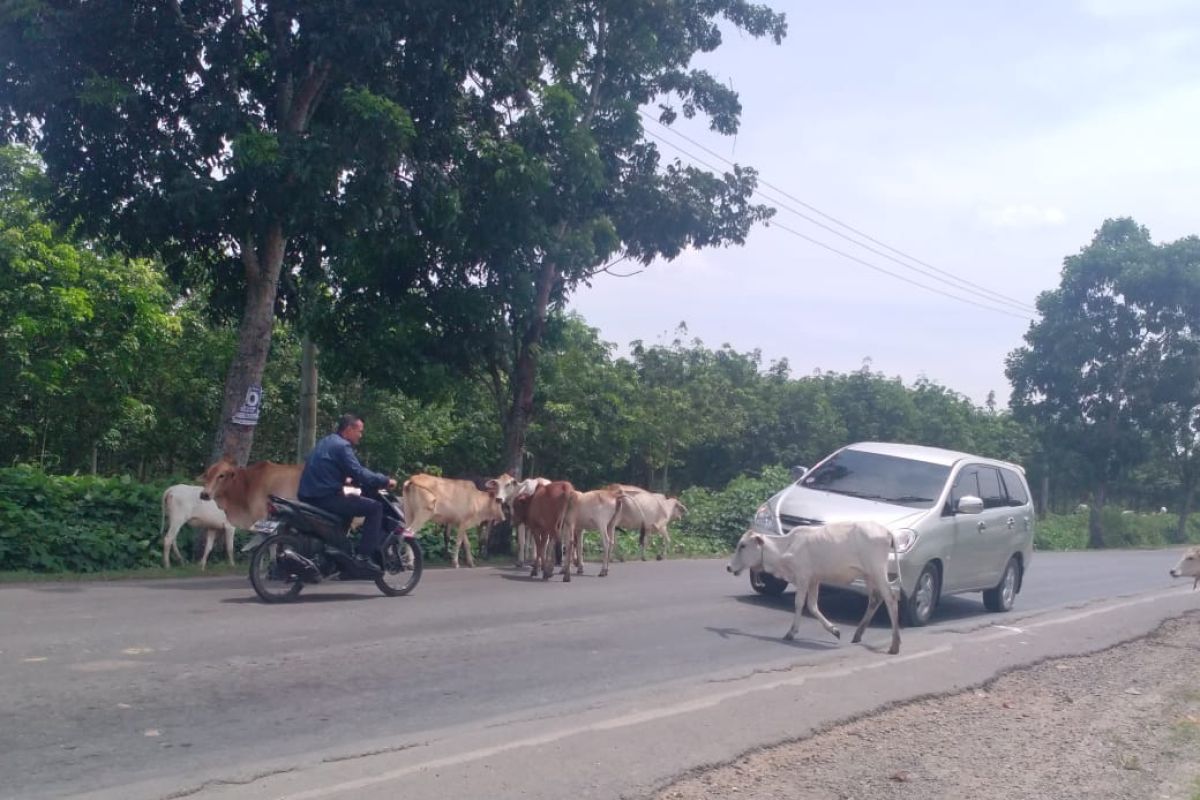 Banyak hewan ternak di Jalinsum, pemudik harus hati-hati