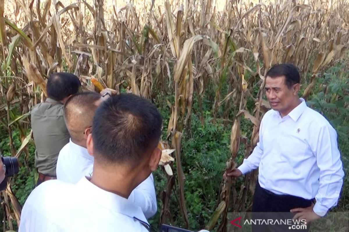 Mentan imbau petani jagung terapkan teknologi tanam zigzag