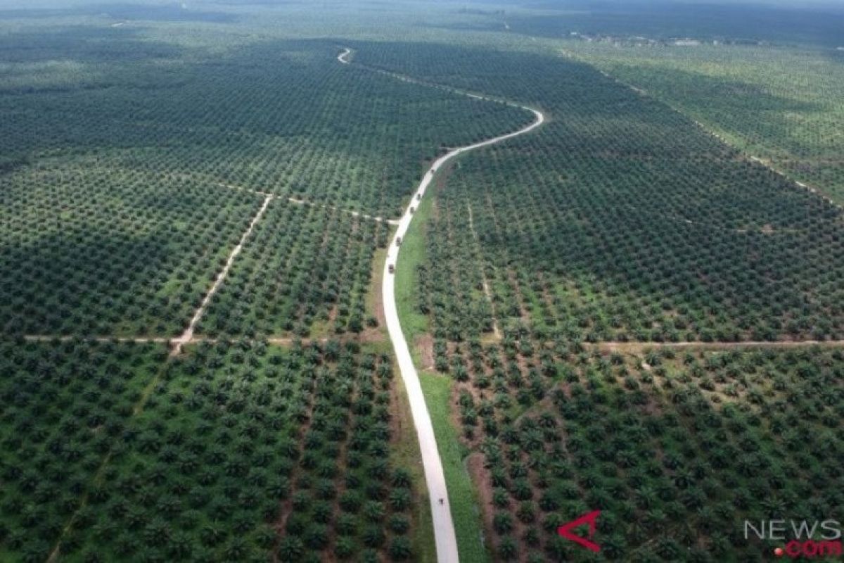 Netherlands expected to tackle discrimination against RI's palm oil