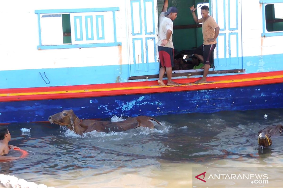 Disnak Situbondo: Sapi dilempar ke laut tidak memenuhi kesejahteraan hewan
