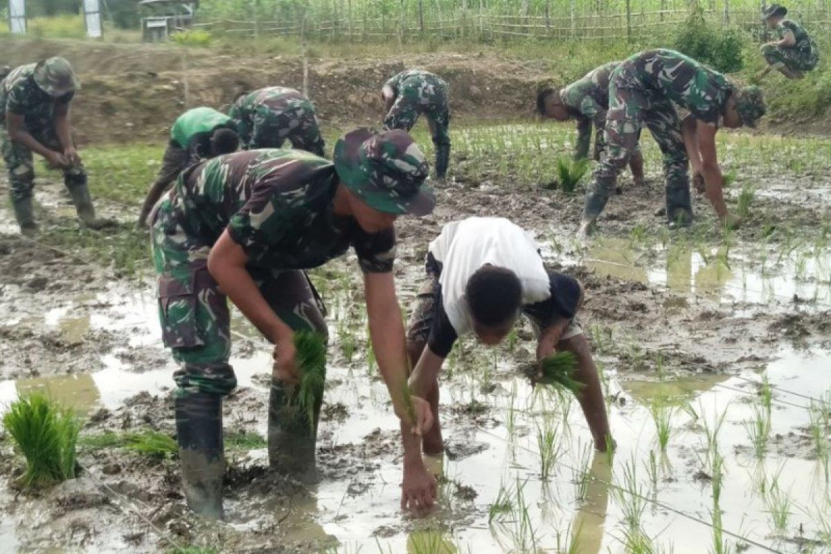 Satgas Yonif 725/WRG ajari warga Towe Hitam tanam padi