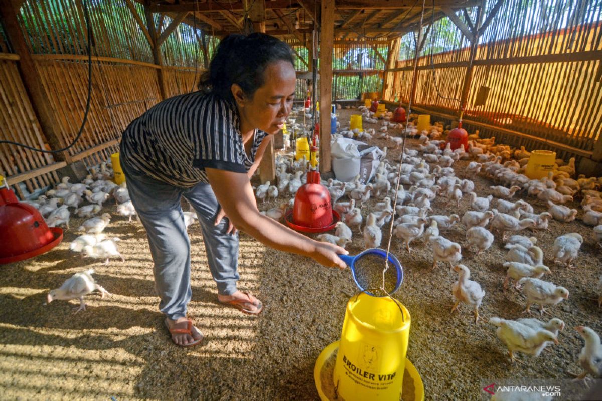 Harga ayam jatuh, asosiasi desak pemerintah pembenahan konkret di hulu