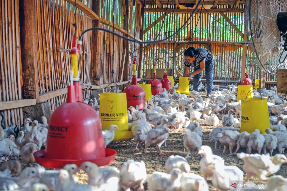 Harga anjlok, peternak ayam ilegal di Jateng akan ditertibkan