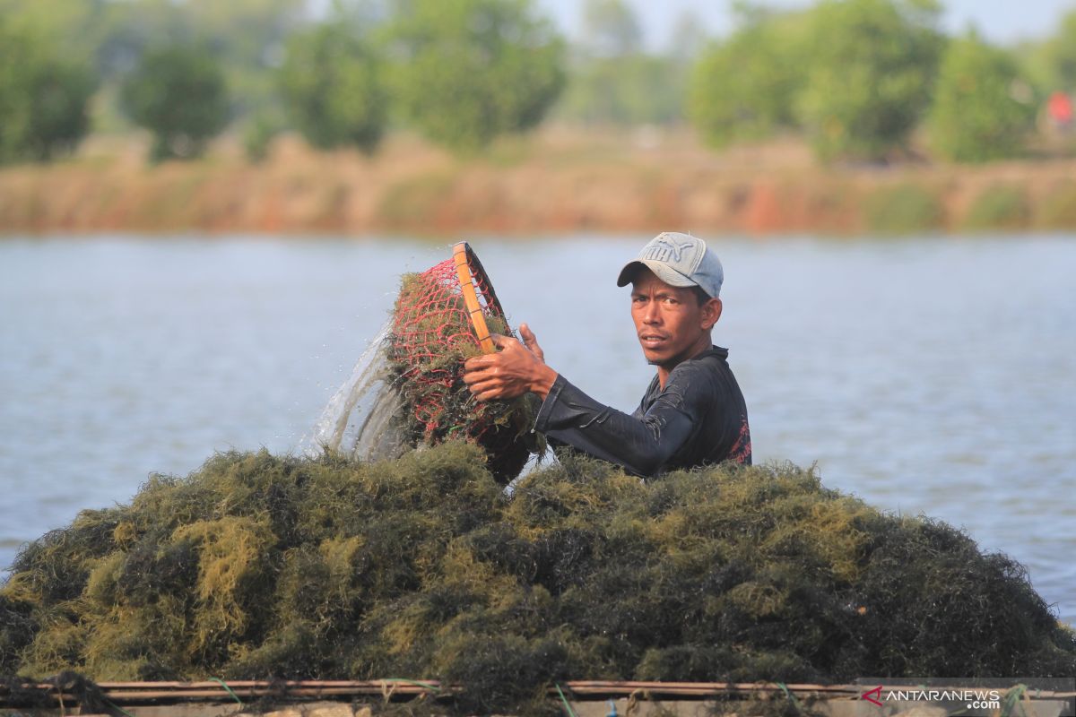 Petani rumput laut di Sultra protes limbah tambang nikel