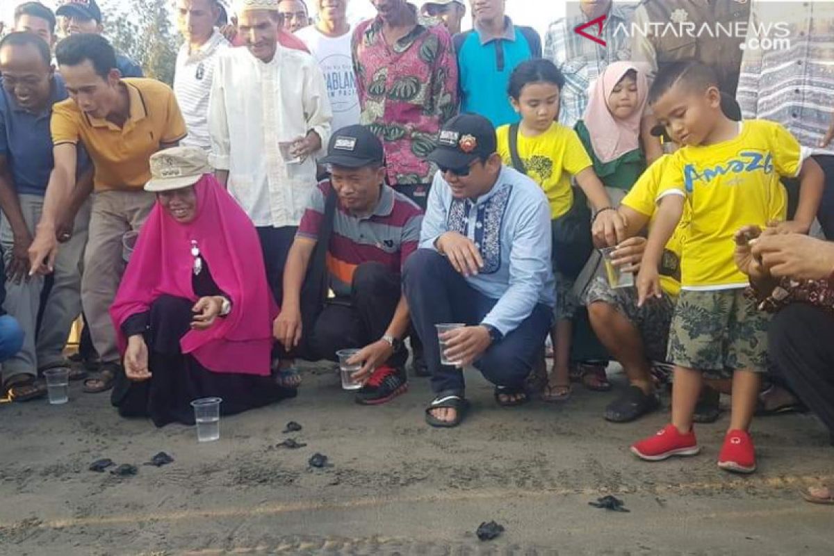 Di Pantai Pasaman Barat ratusan anak penyu berlomba menuju habitatnnya