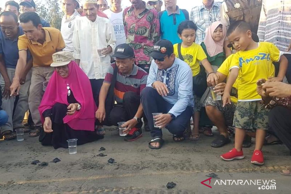 Pasaman Barat miliki konservasi penyu, ratusan anak penyu dilepas di Pantai Indah Maligi