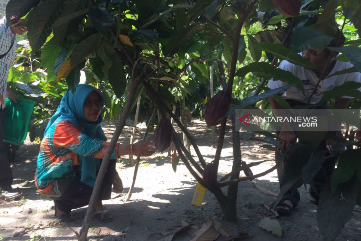 Menggairahkan lagi budi daya kakao rakyat