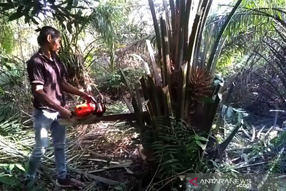 (VIDEO) - Pemusnahan pohon sawit yang ditanam pecatan TNI di Cagar Biosfer Riau