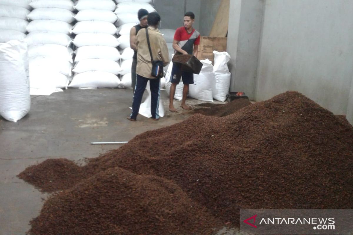 Petani cengkih di Ambon mengeluh harga  turun