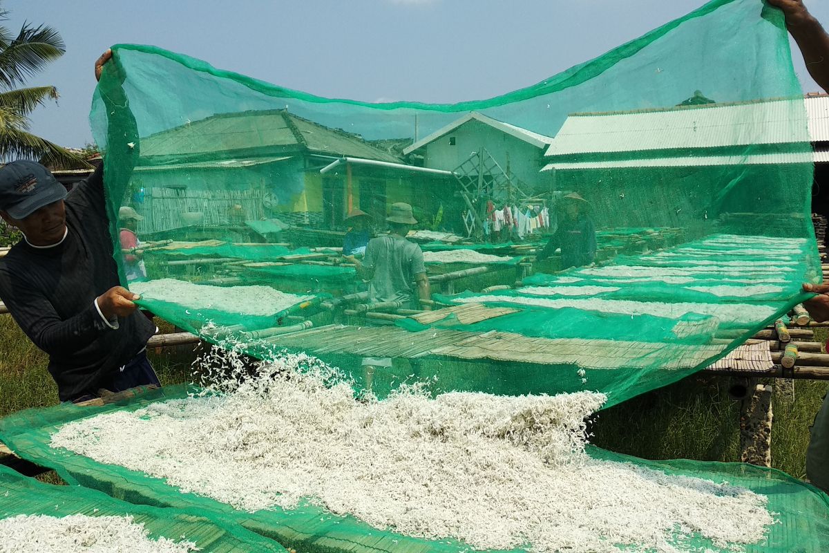 Meski harga turun produsen tetap produksi ikan teri asin