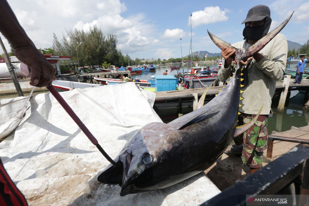 Pengamat nilai kerugian tangkapan ikan ilegal Rp100 triliun lebih/tahun