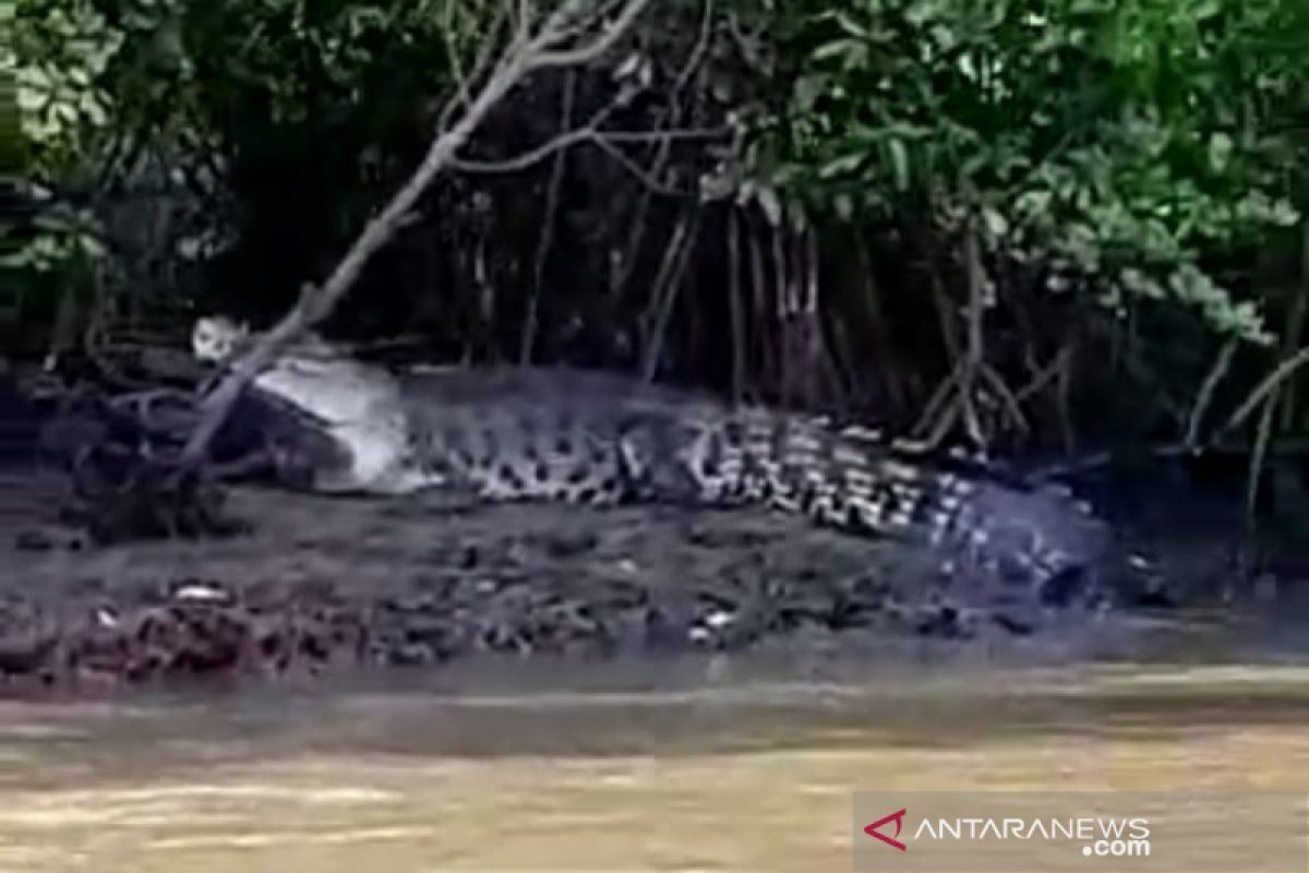 Saat mencari lokan, seorang warga diserang buaya