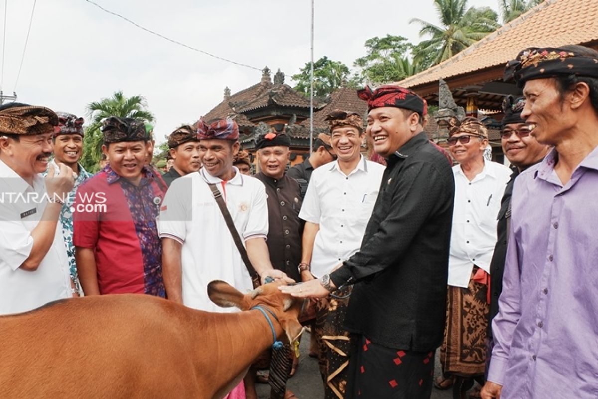 Bupati Gianyar bagikan bibit sapi Bali