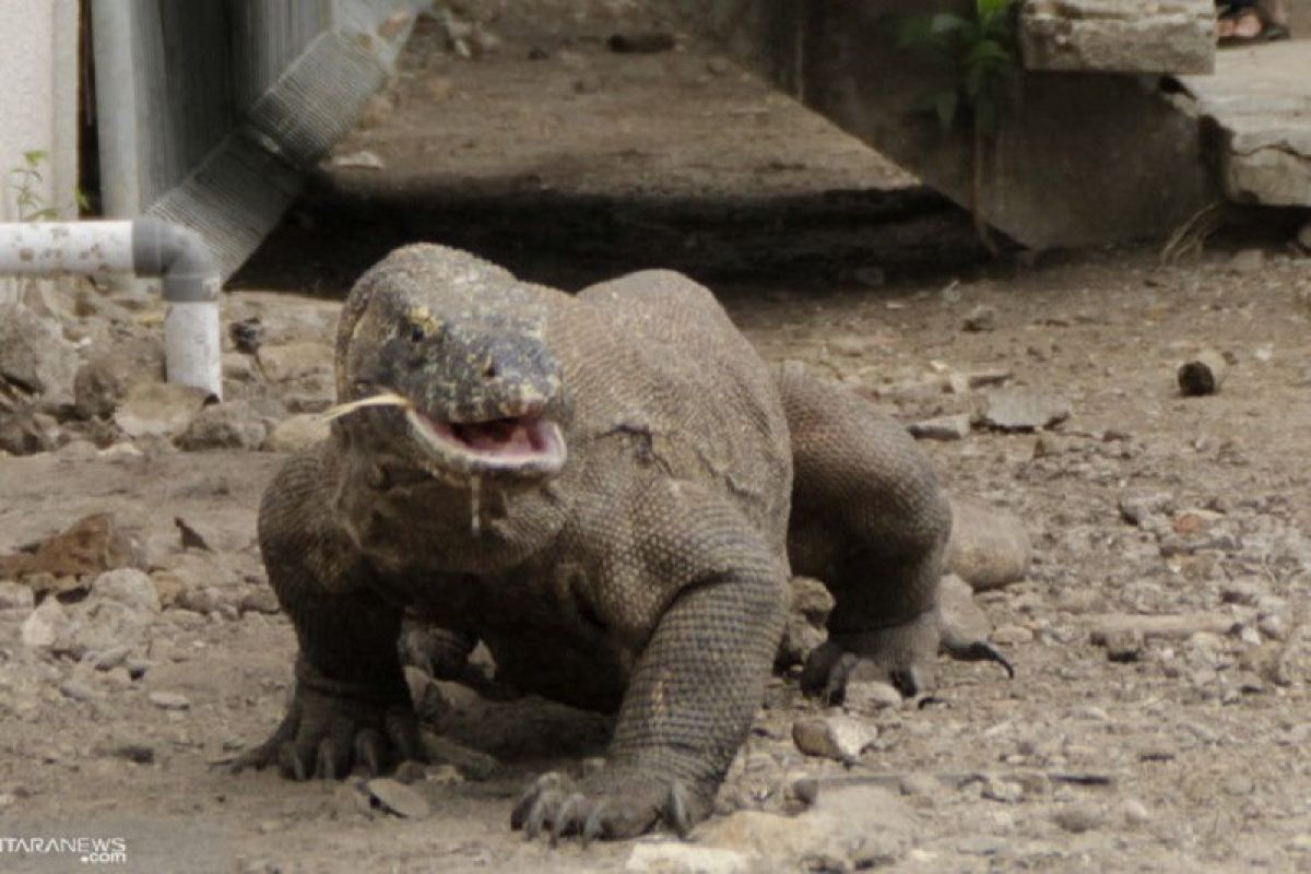 Pertanian berpindah ancam kepunahan komodo di Flores