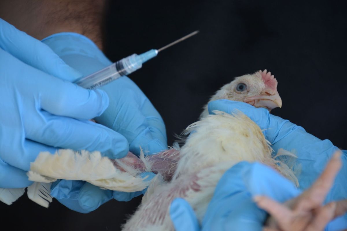 Kemenkes selidiki keterkaitan flu burung dengan unggas di Kalimantan Selatan