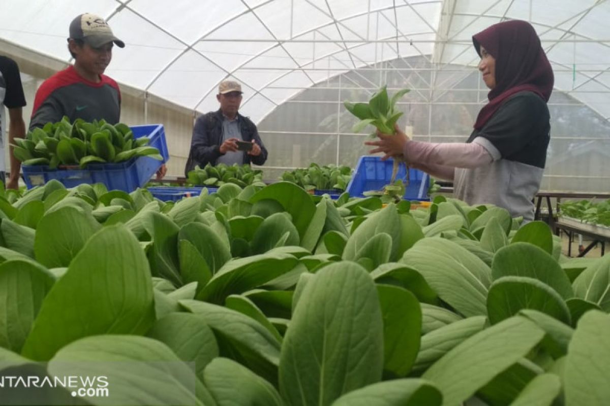 Hidroponik jadi solusi bertani di lahan sempit