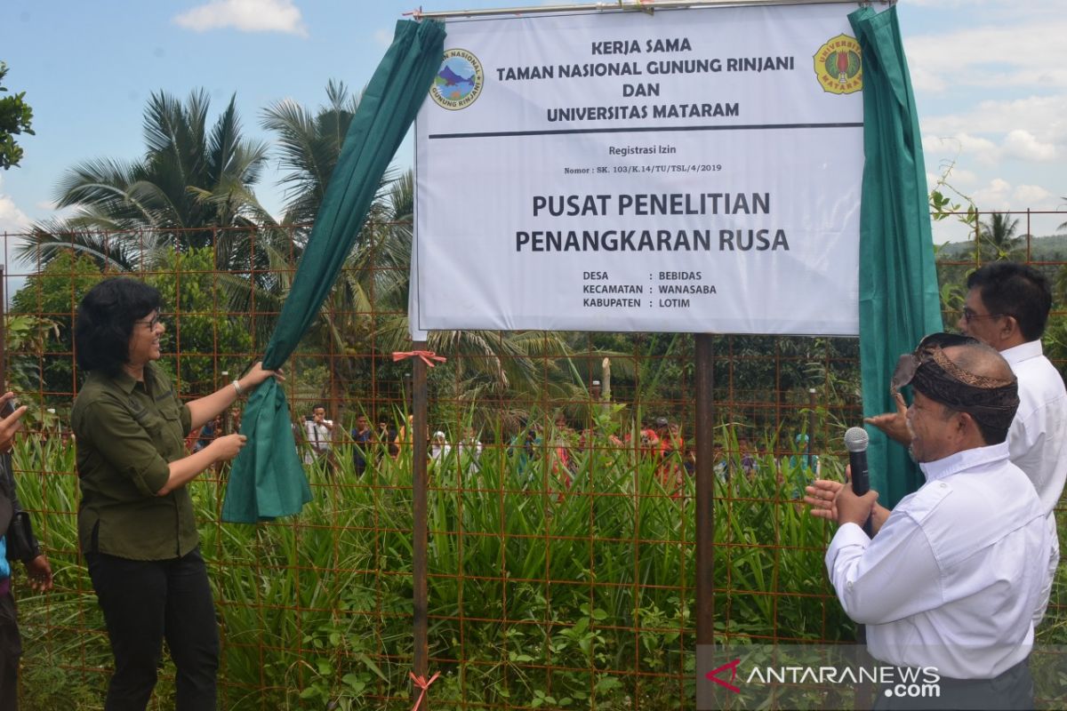 TN Gunung Rinjani inisiasi inseminasi buatan untuk rusa timor