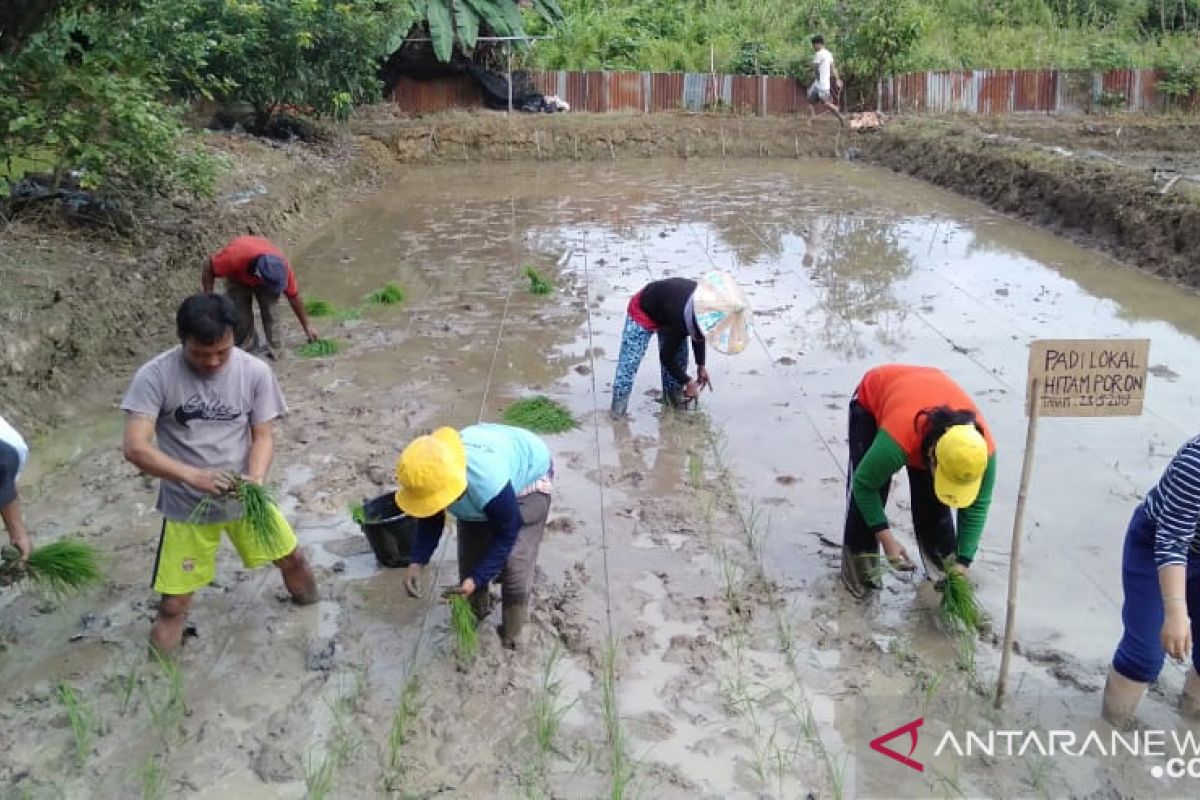 Landak lakukan pemurnian tiga varietas padi lokal