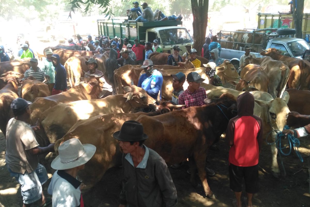 Jelang Idul Adha, harga daging sapi hidup di Situbondo merangkak naik