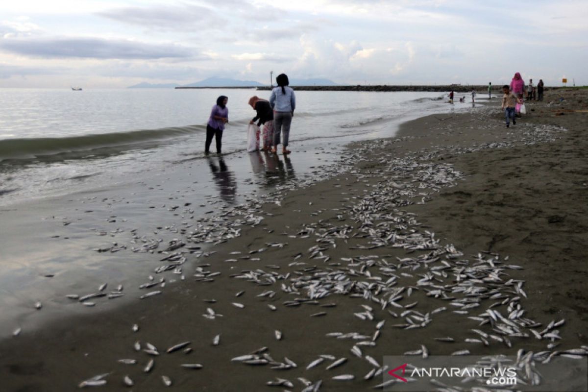 Ribuan ikan sejenis teri terdampar di Pantai Gampong