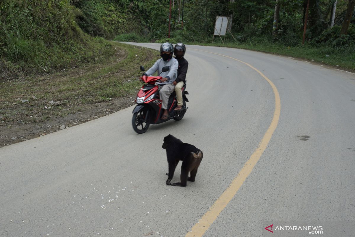 Ratusan Kera hitam berkeliaran di jalur mudik 