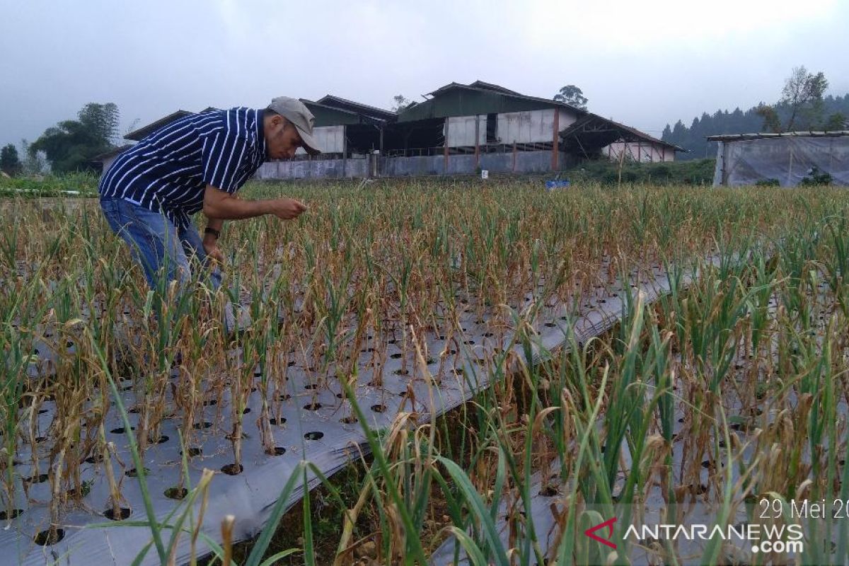 Kejar swasembada, Kementan tetapkan 110 wilayah bawang putih