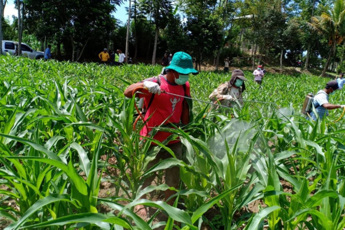 Ministry takes precautionary measures against armyworm pest attacks