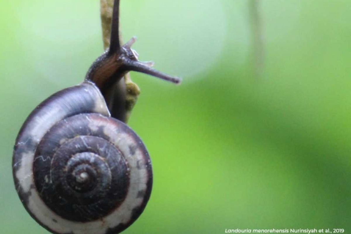 16 spesies baru keong darat asal Jawa ditemukan