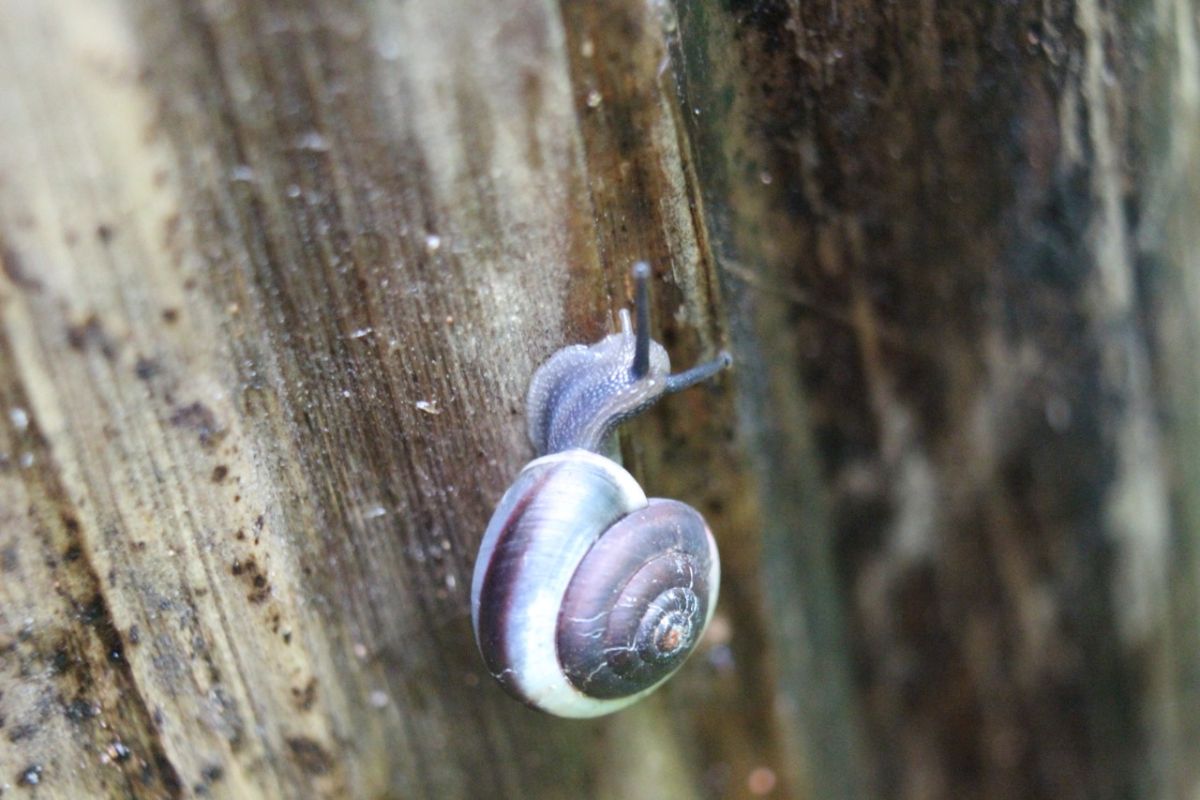 Five Indonesian land snail species have herbal medicine potential