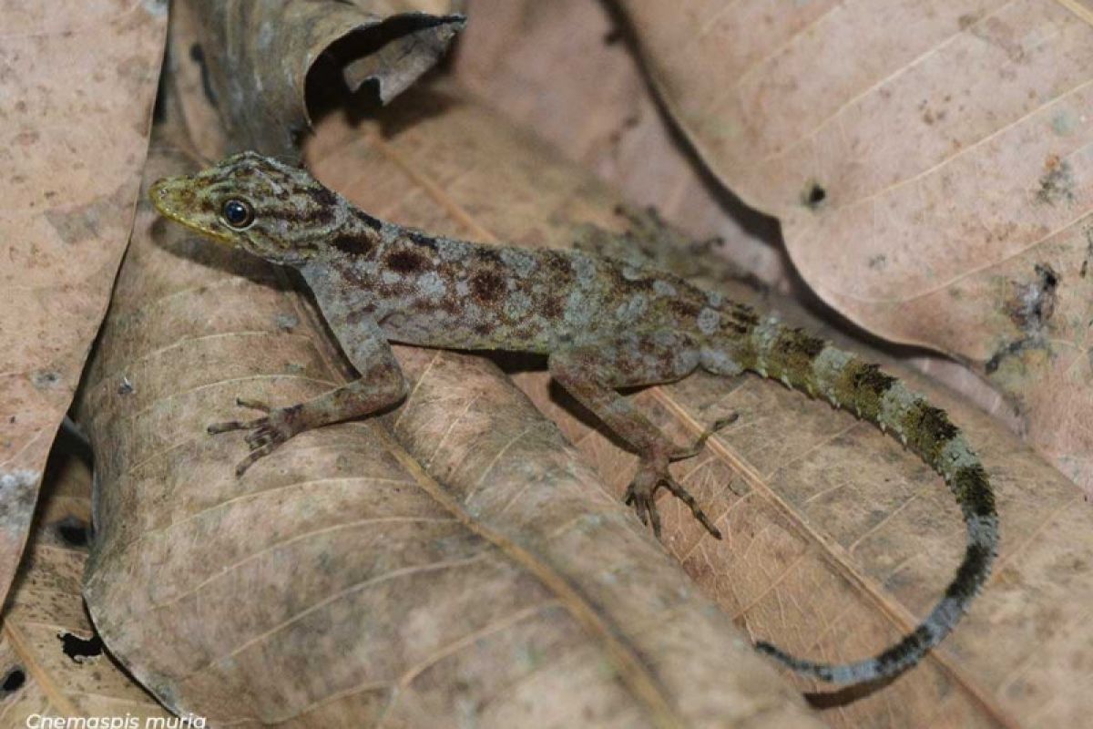 Cecak spesies baru di Gunung Muria