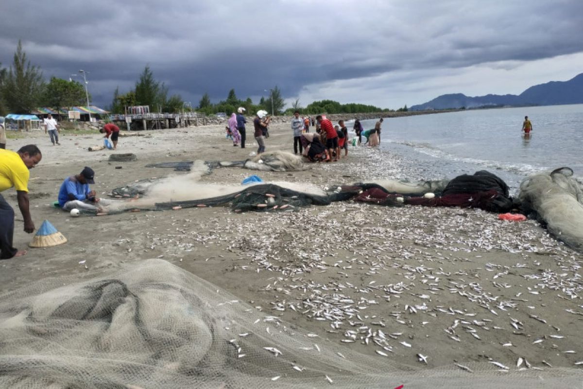 Ikan sejenis teri diduga diserang predator terdampar di pantai Kampung Jawa