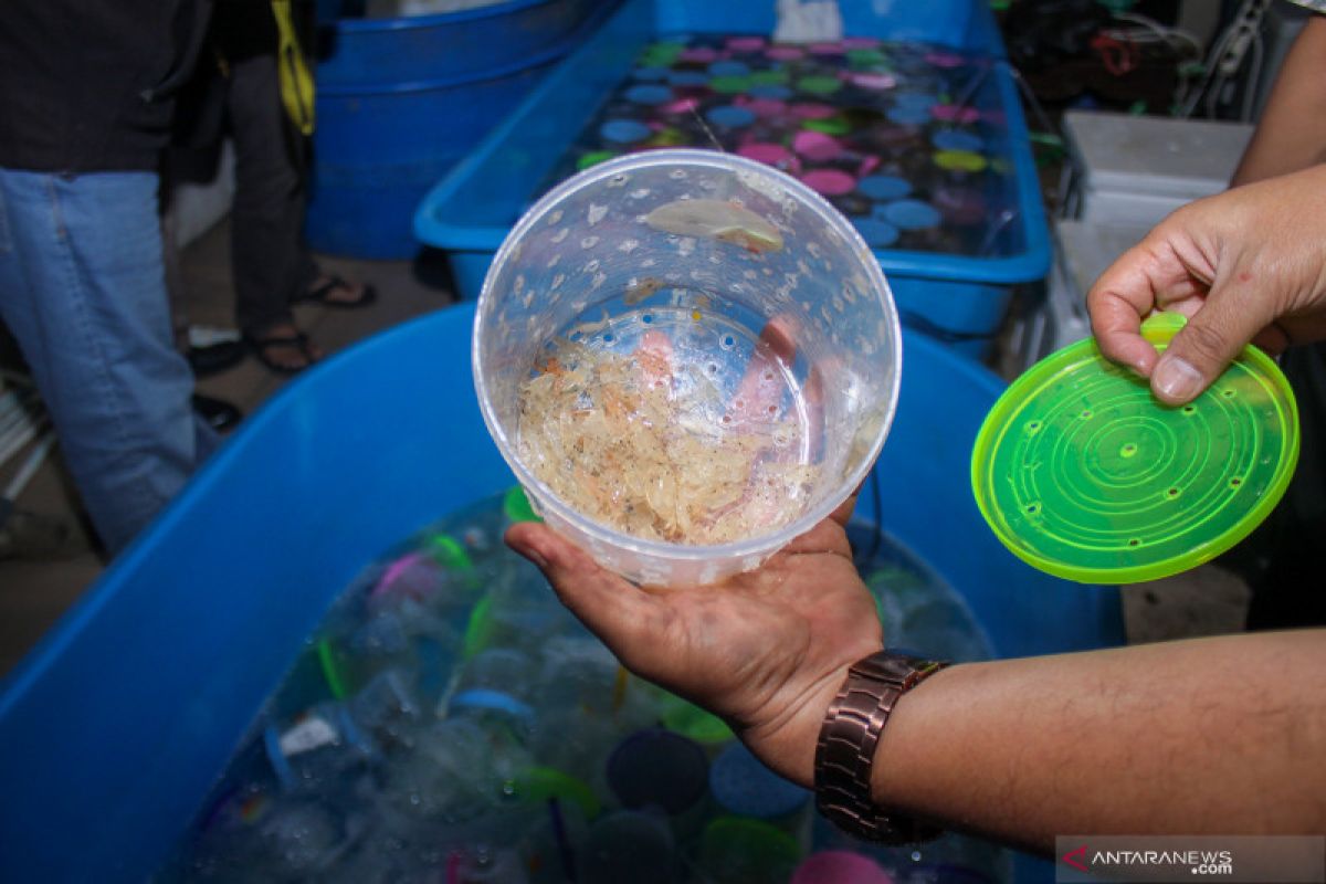 KKP lepasliarkan 15.250 benih lobster di Pangandaran