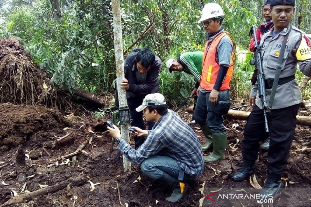 BBKSDA: Harimau penerkam buruh tani sebanyak tiga ekor